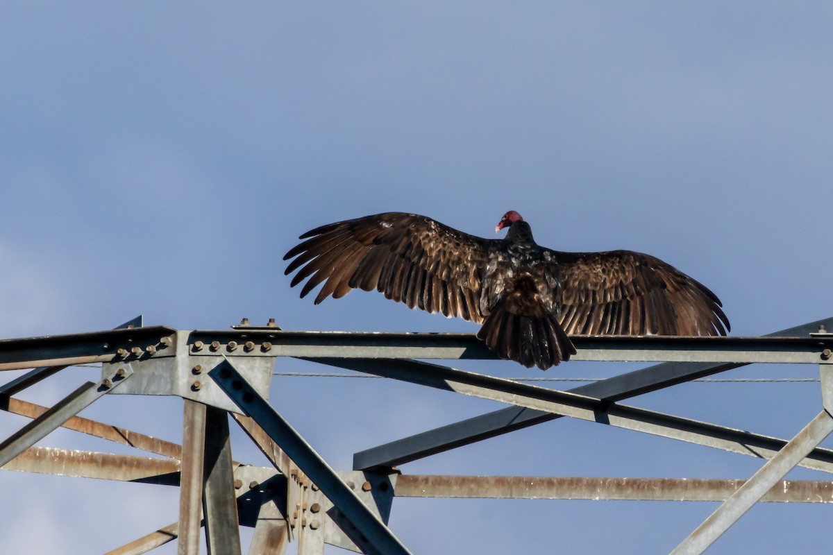 Turkey Vulture - ML643727697