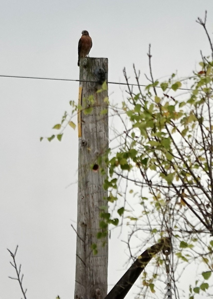 Red-shouldered Hawk - ML643727727