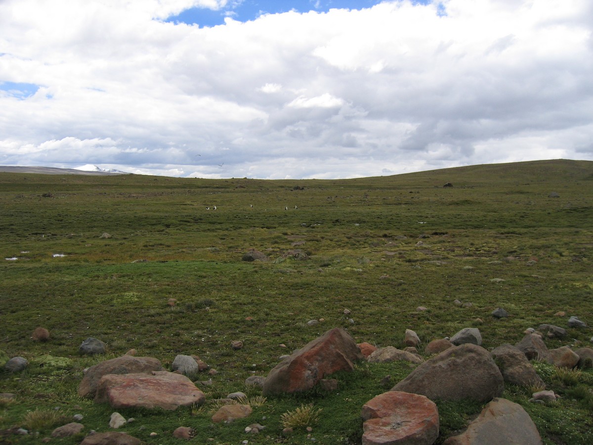 Ouette des Andes - ML643727740