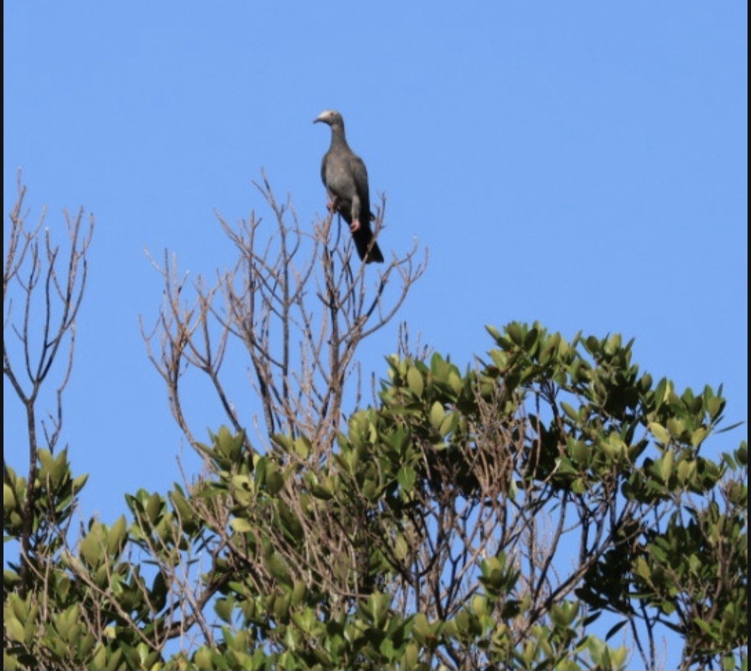 White-crowned Pigeon - ML643727746