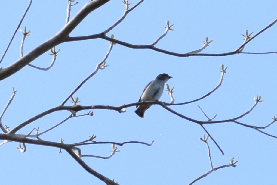 Picaflores Golondrina - ML643727747