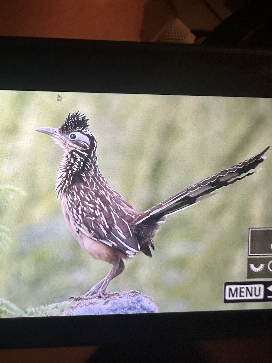 Lesser Roadrunner - ML643727757