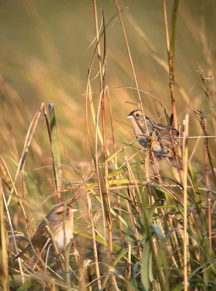 Nelson's Sparrow (Atlantic Coast) - ML643727760