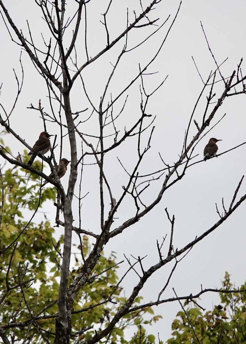 Northern Flicker - ML643727763