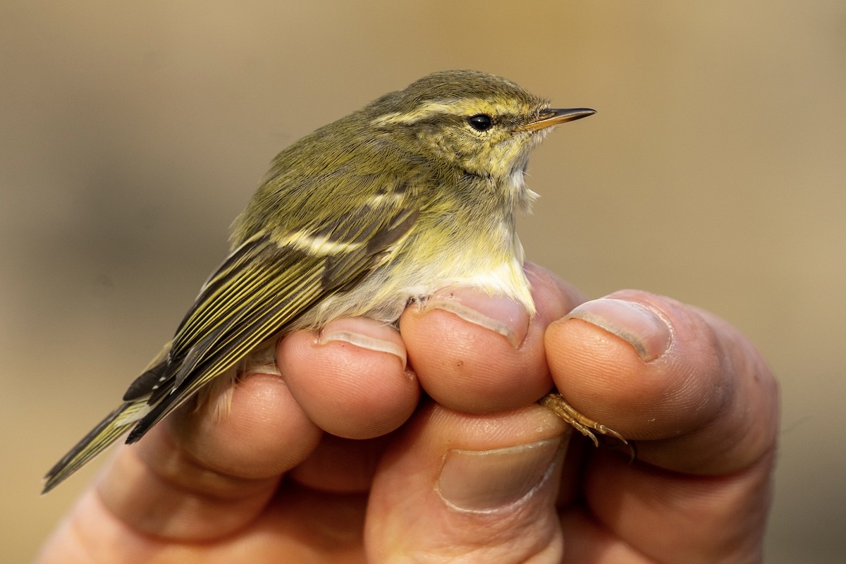 Yellow-browed Warbler - ML643727768
