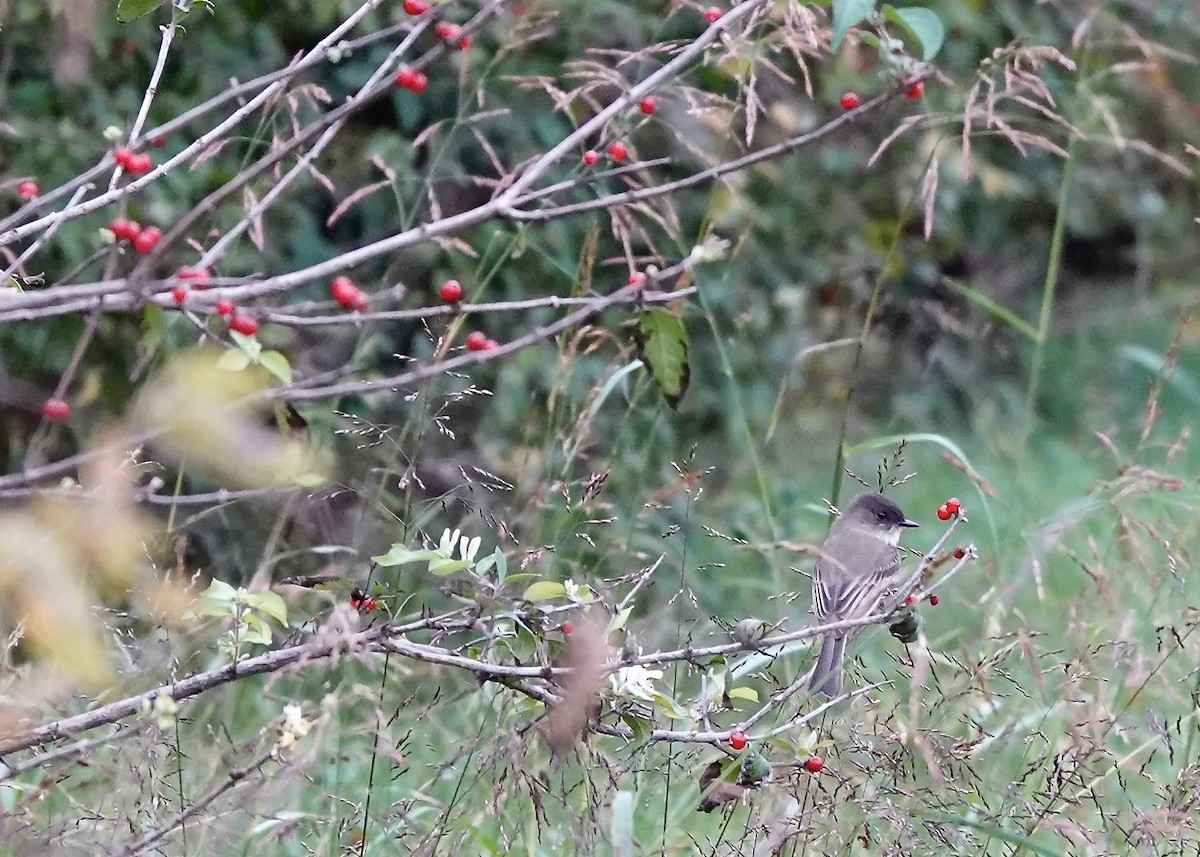 Eastern Phoebe - ML643727791