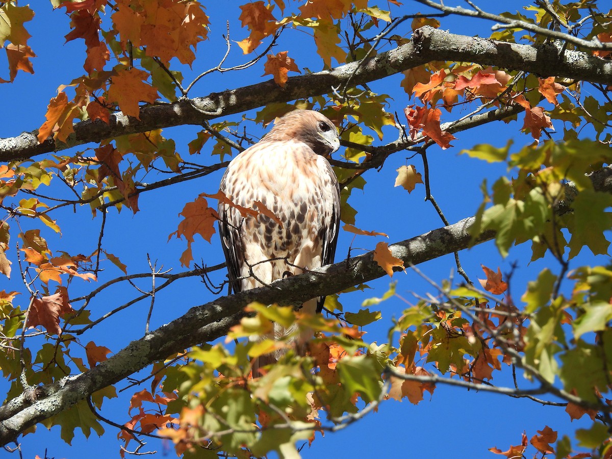 Red-tailed Hawk - ML643727801