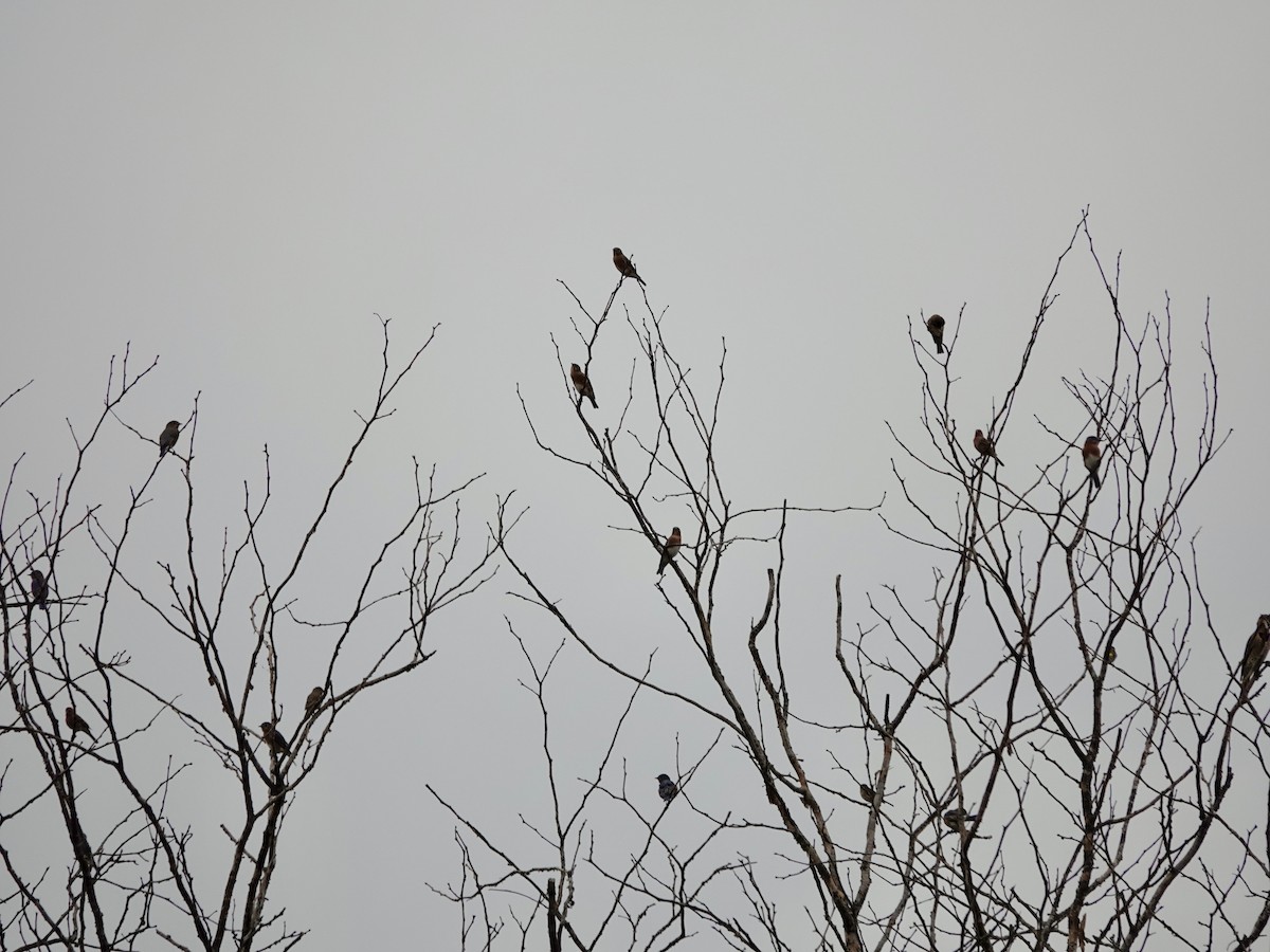 Eastern Bluebird - ML643727802