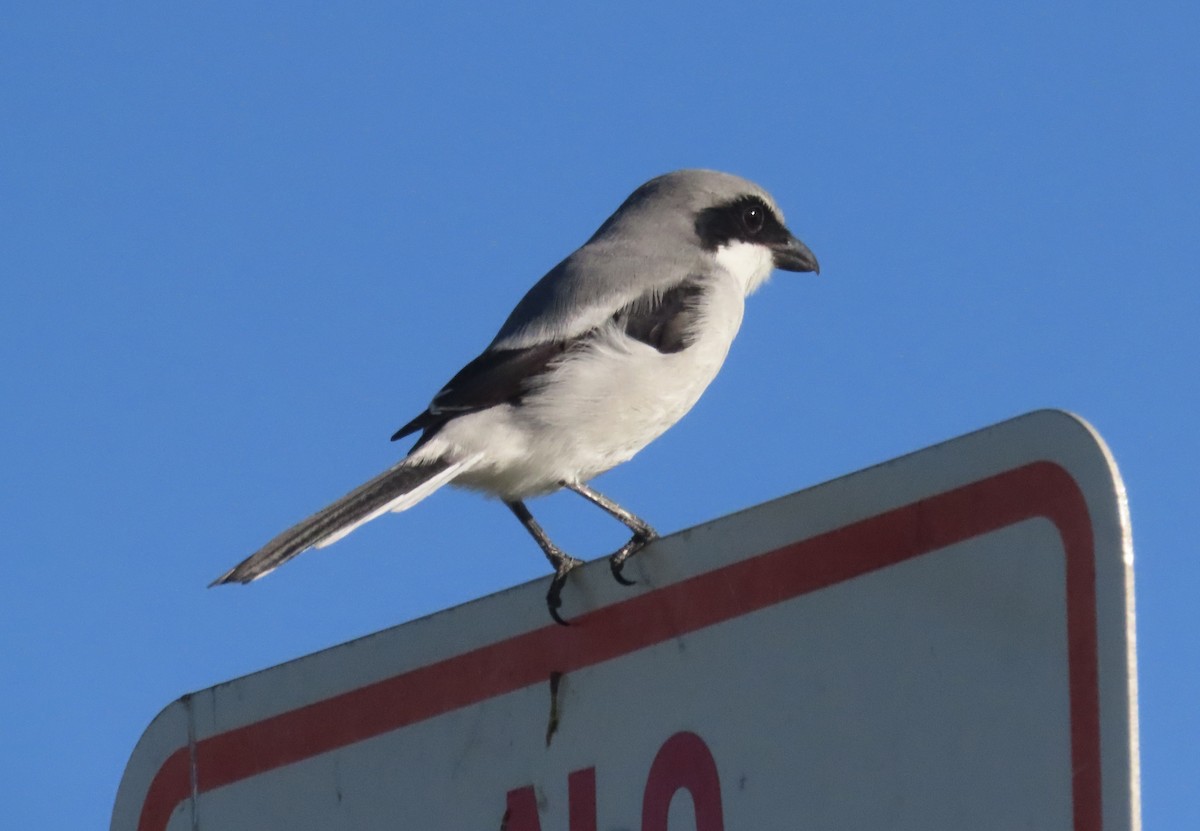 Pie-grièche migratrice - ML643727807