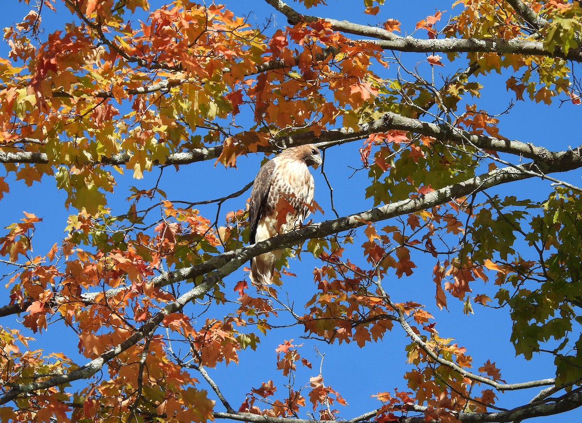 Red-tailed Hawk - ML643727812