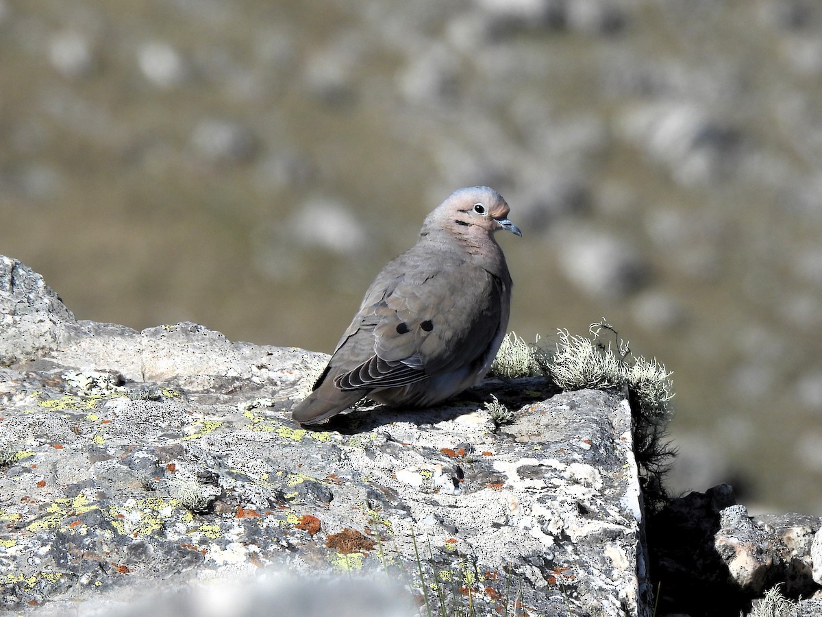 Eared Dove - ML643727813