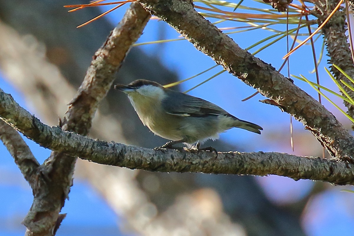 Brown-headed Nuthatch - ML643727814