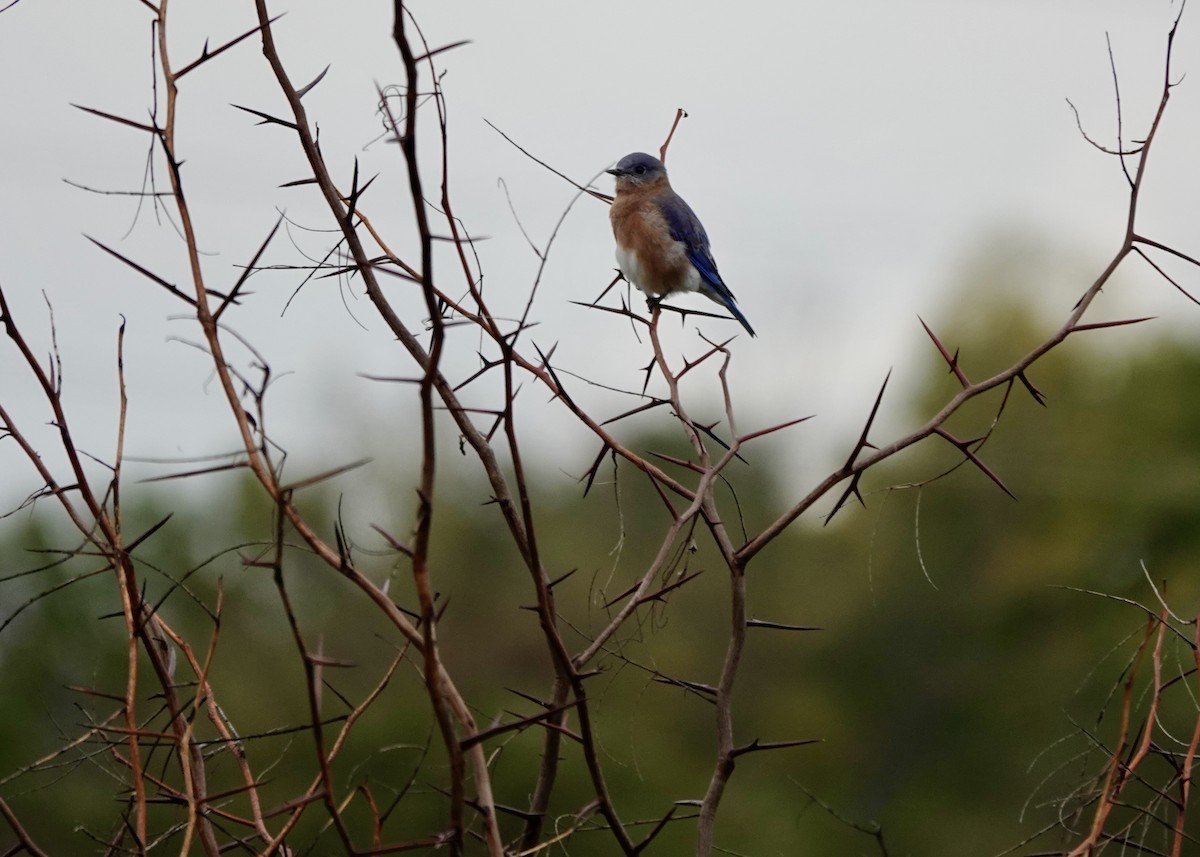 Eastern Bluebird - ML643727821