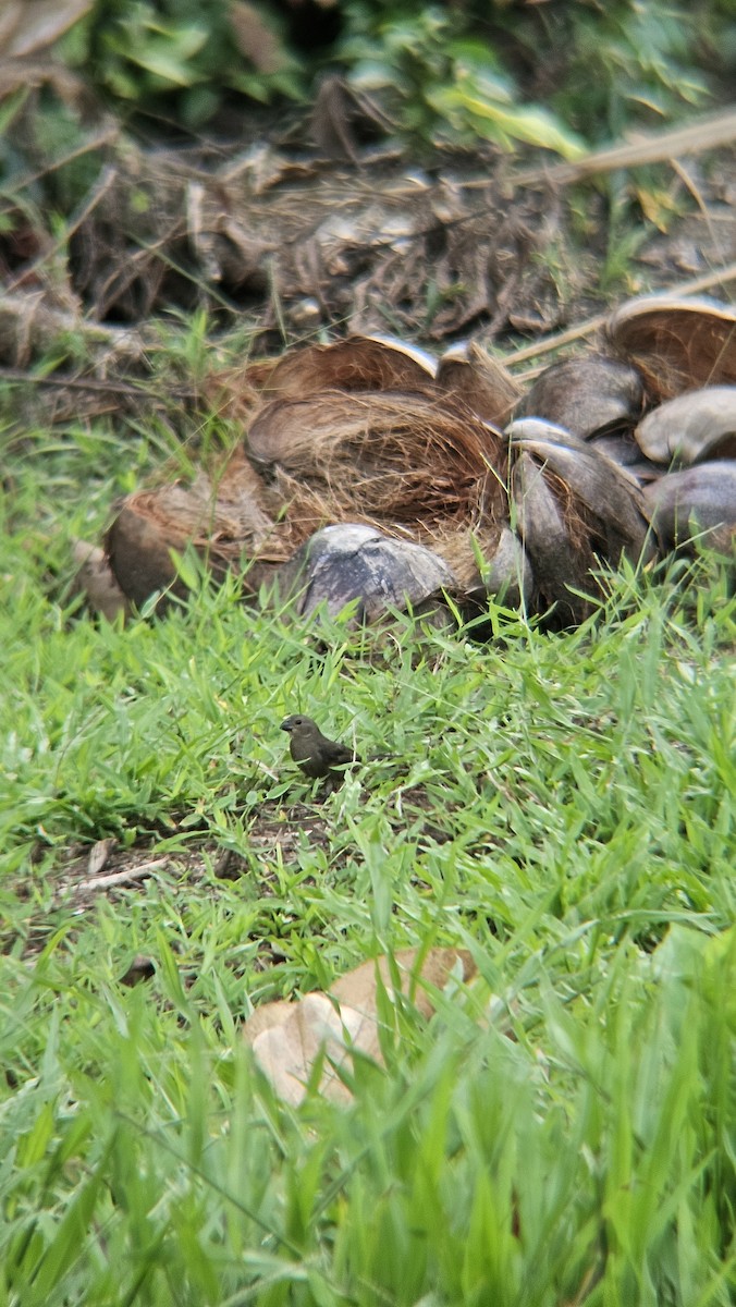 Variable Seedeater - ML643727825