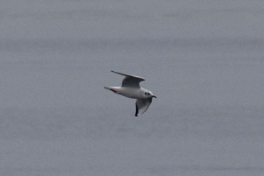 Bonaparte's Gull - ML643727840
