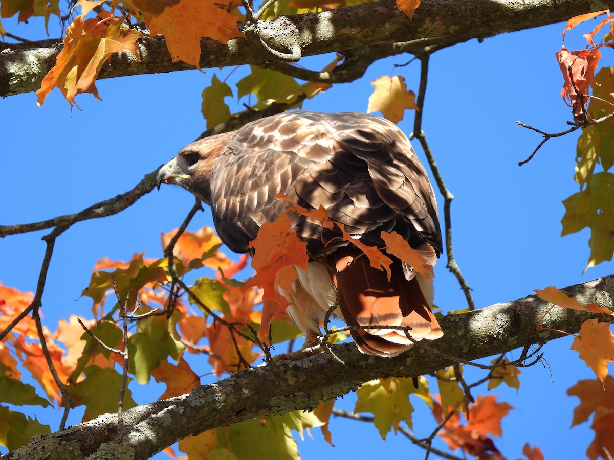 Red-tailed Hawk - ML643727844