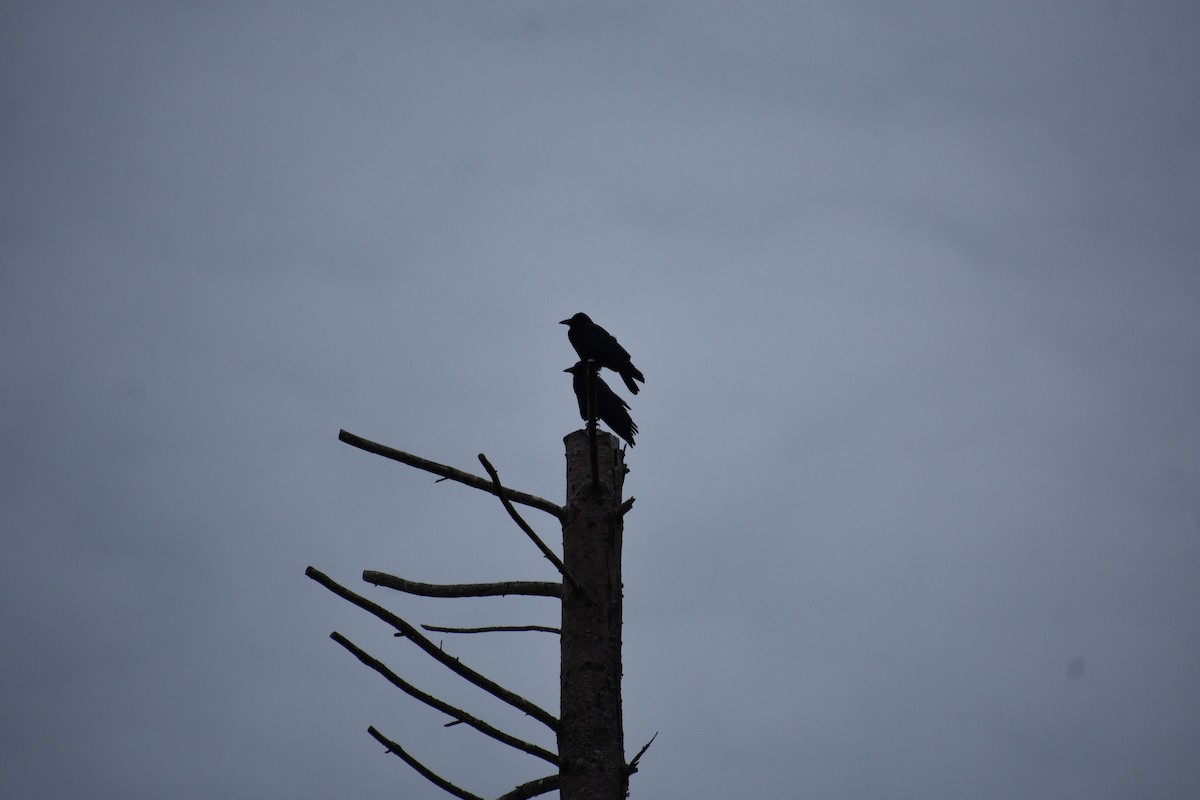 American Crow - ML643727869