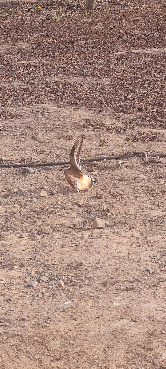 Killdeer - ML643727876