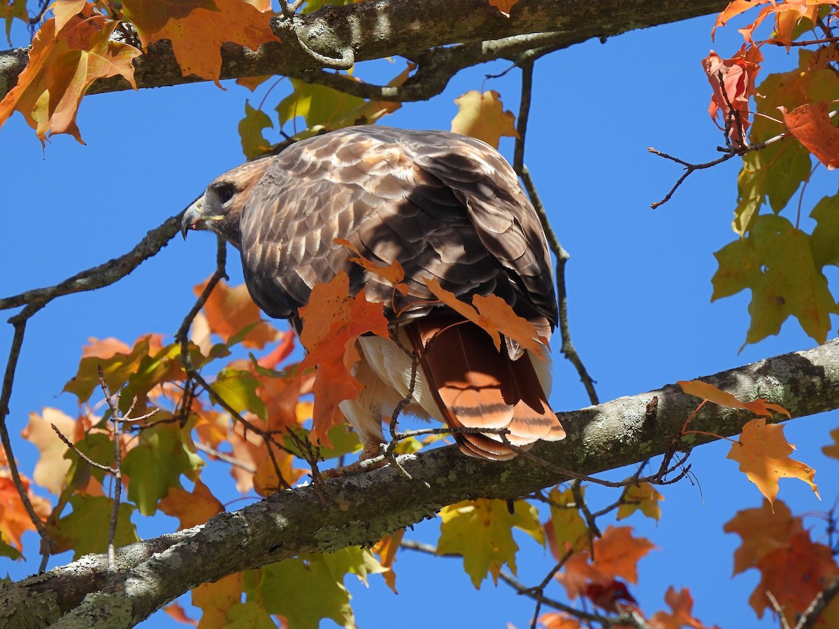 Red-tailed Hawk - ML643727884