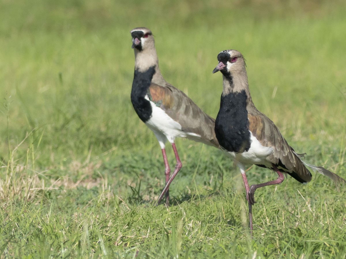 Southern Lapwing - ML643727891