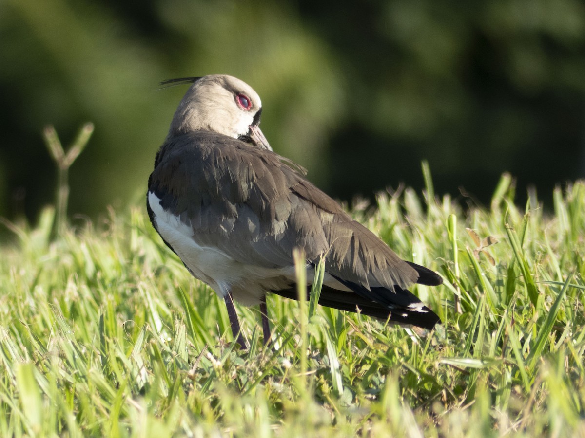 Southern Lapwing - ML643727892
