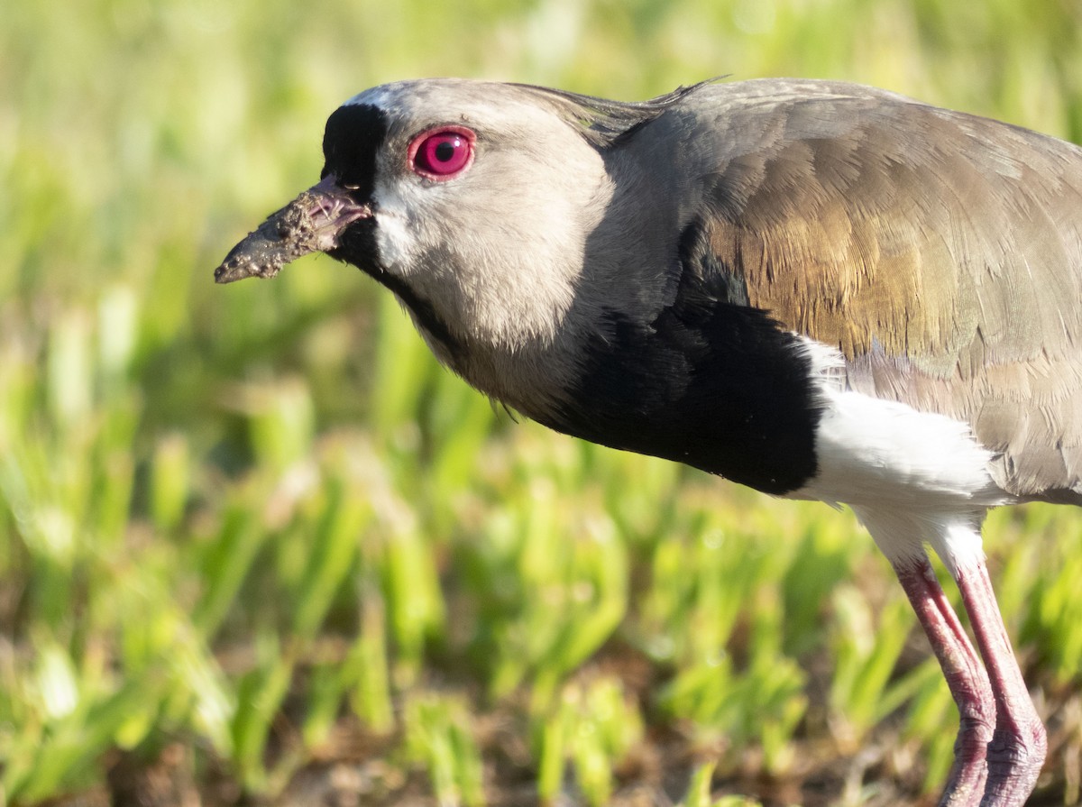 Southern Lapwing - ML643727893