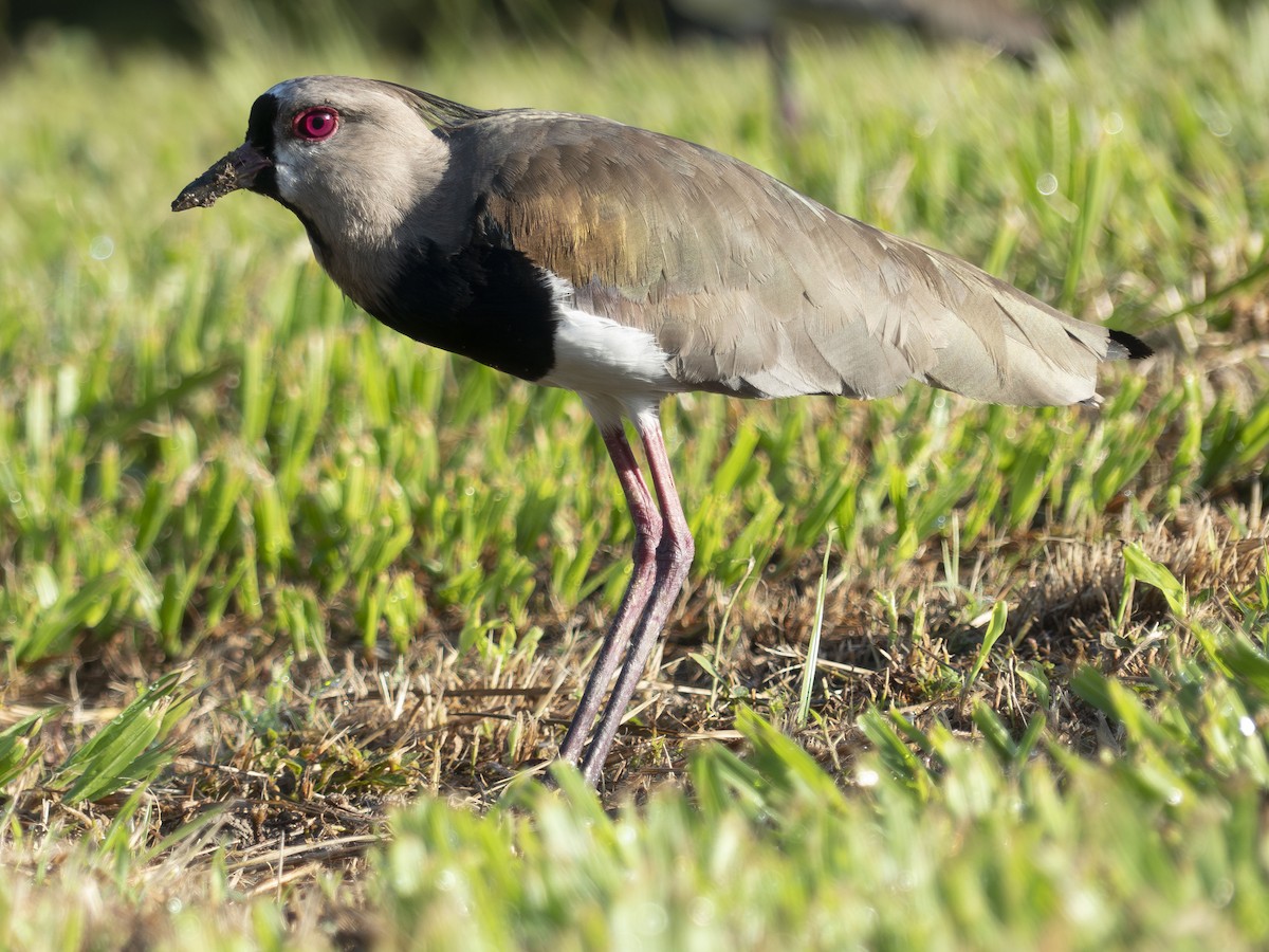 Southern Lapwing - ML643727894