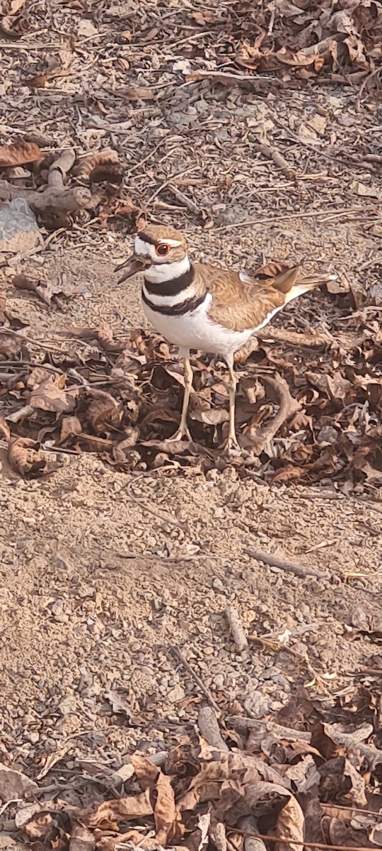 Killdeer - ML643727895