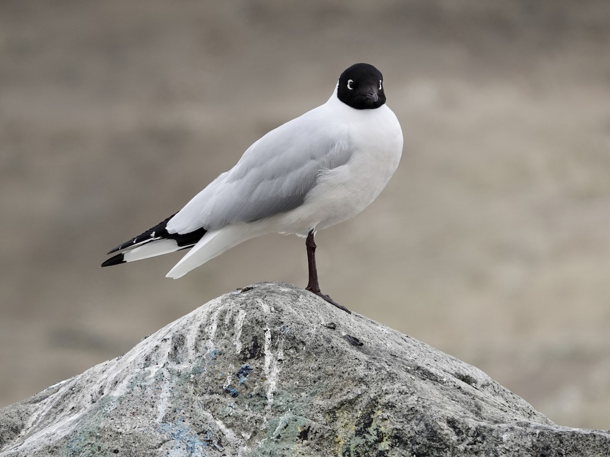 Andean Gull - ML643727897