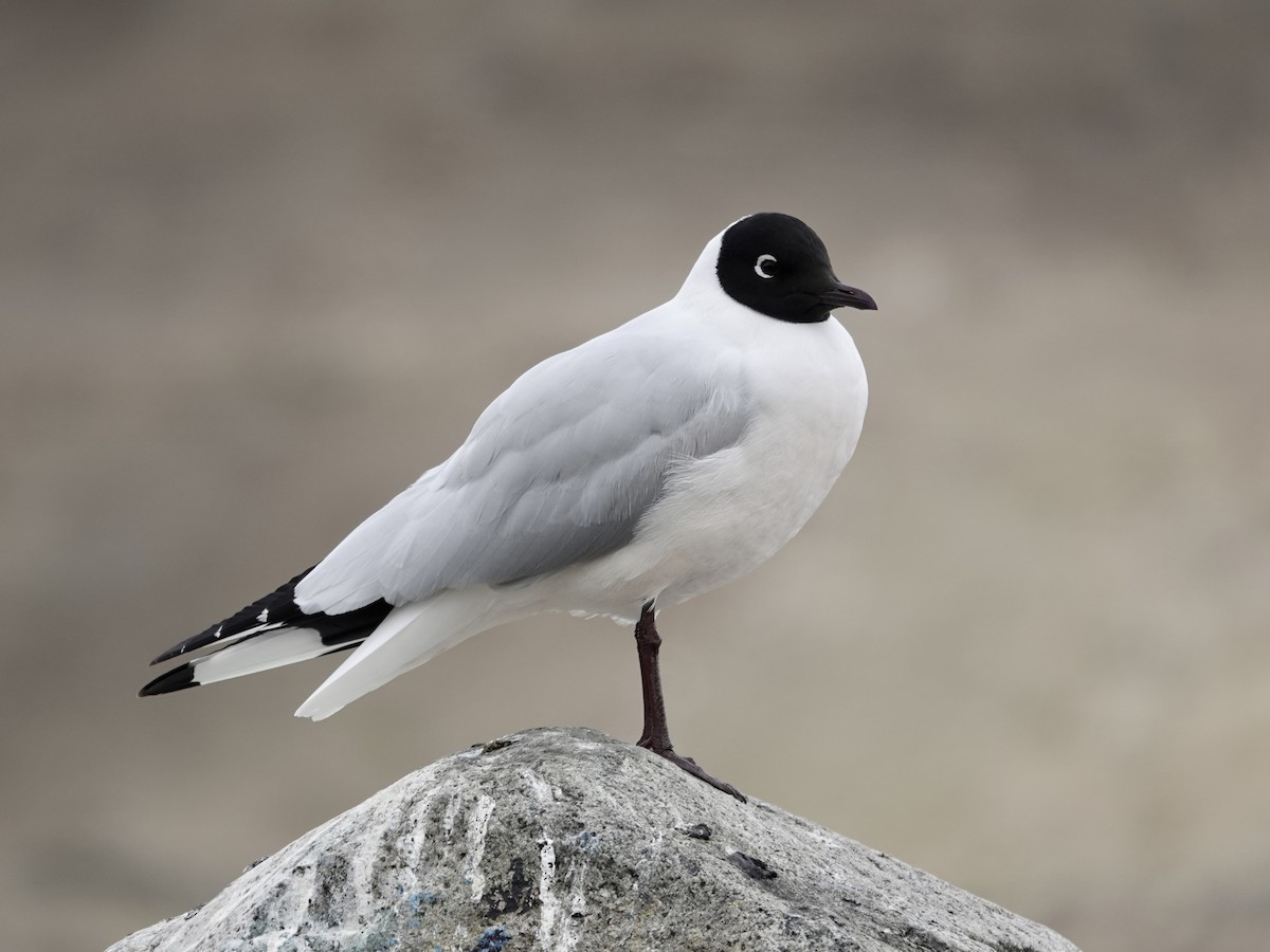 Andean Gull - ML643727898