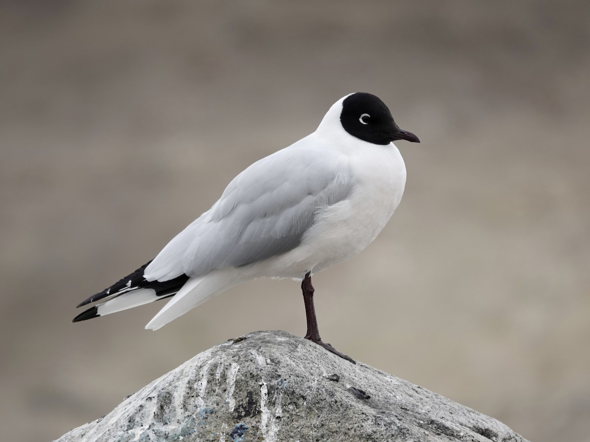 Andean Gull - ML643727899