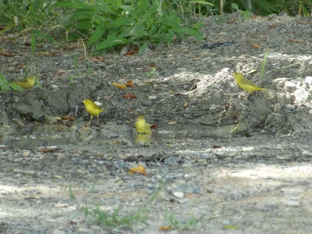 Yellow Warbler (Northern) - ML643727903