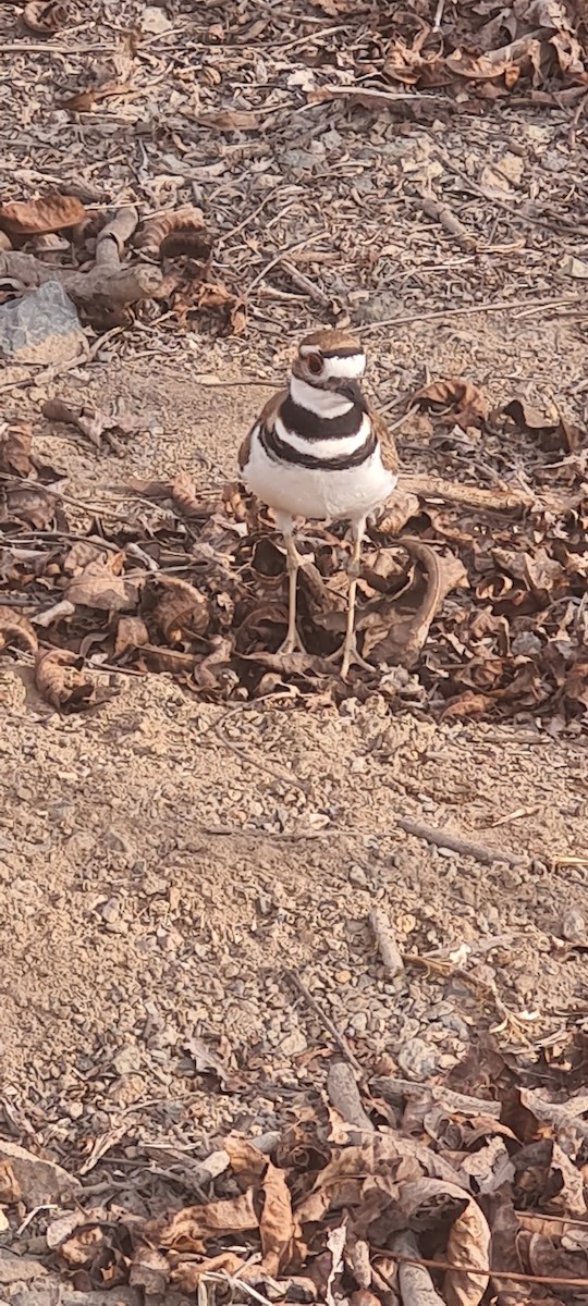 Killdeer - ML643727912