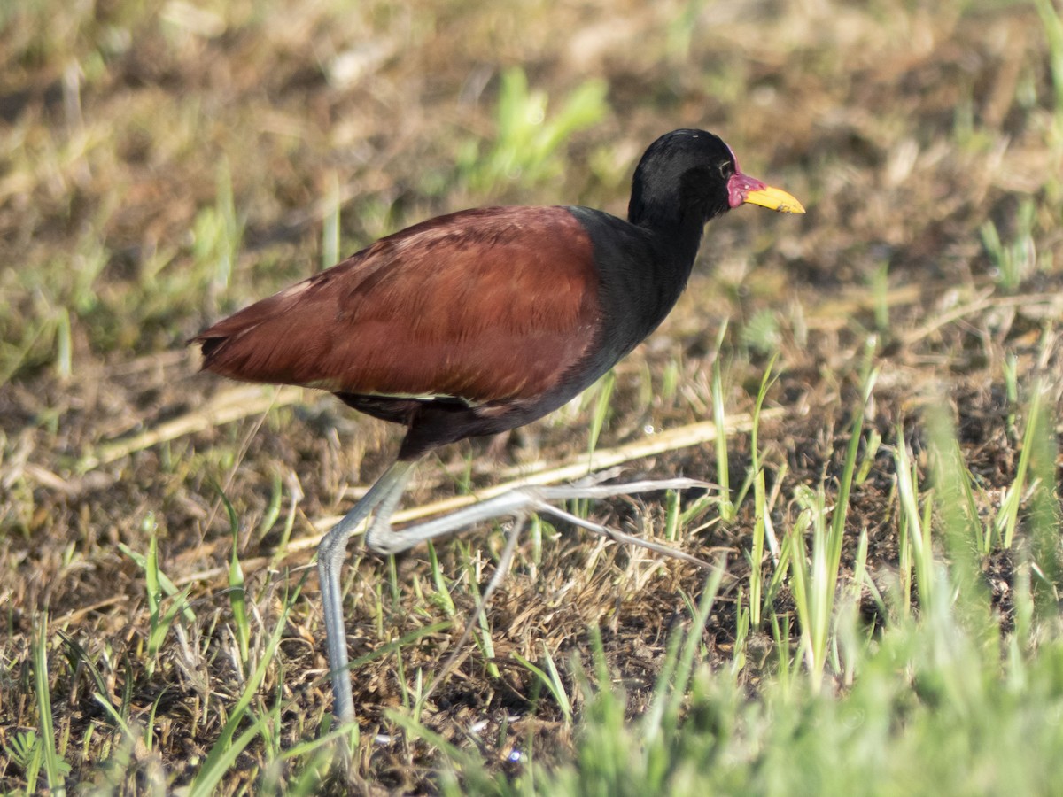 Wattled Jacana - ML643727916