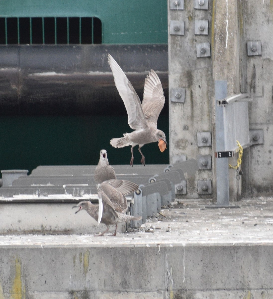 Western x Glaucous-winged Gull (hybrid) - ML643727921