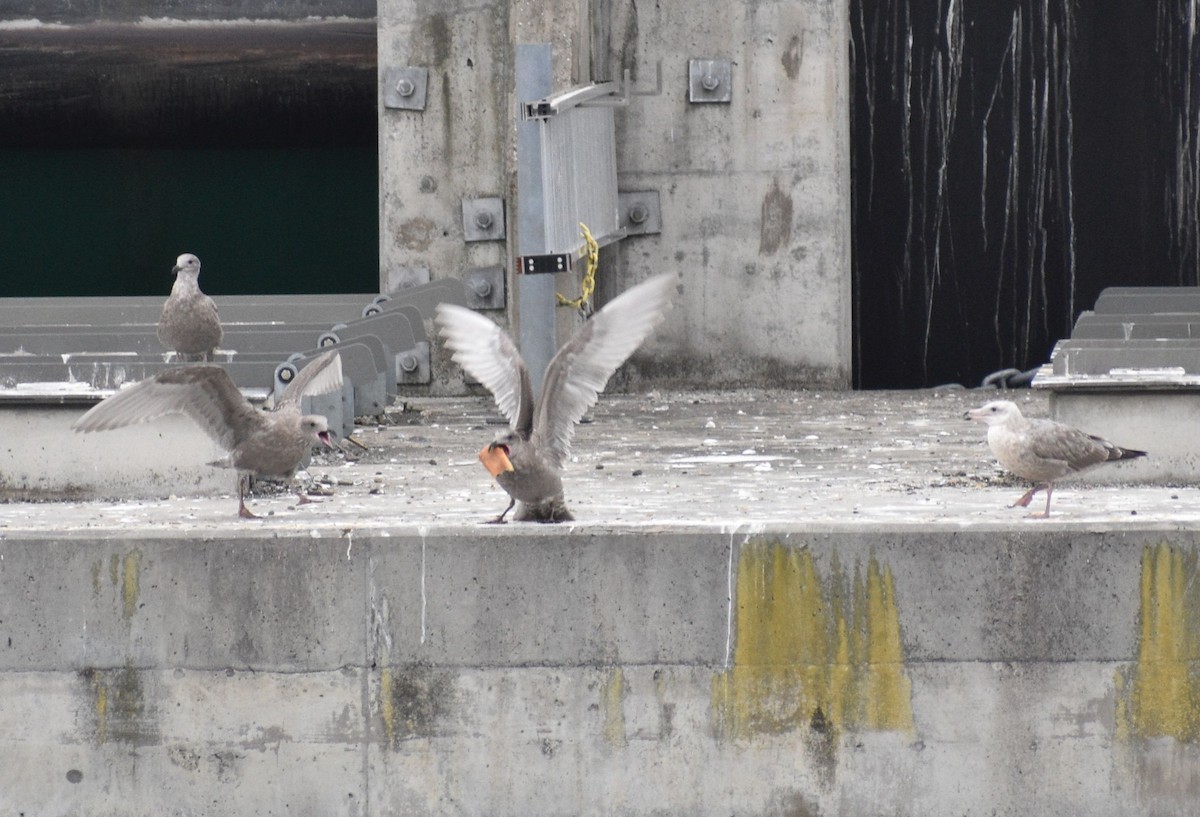 Western x Glaucous-winged Gull (hybrid) - ML643727925