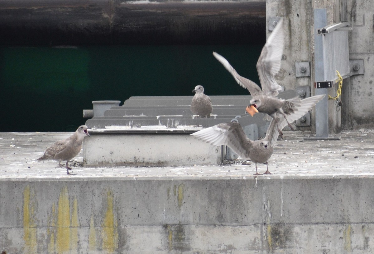 Western x Glaucous-winged Gull (hybrid) - ML643727926