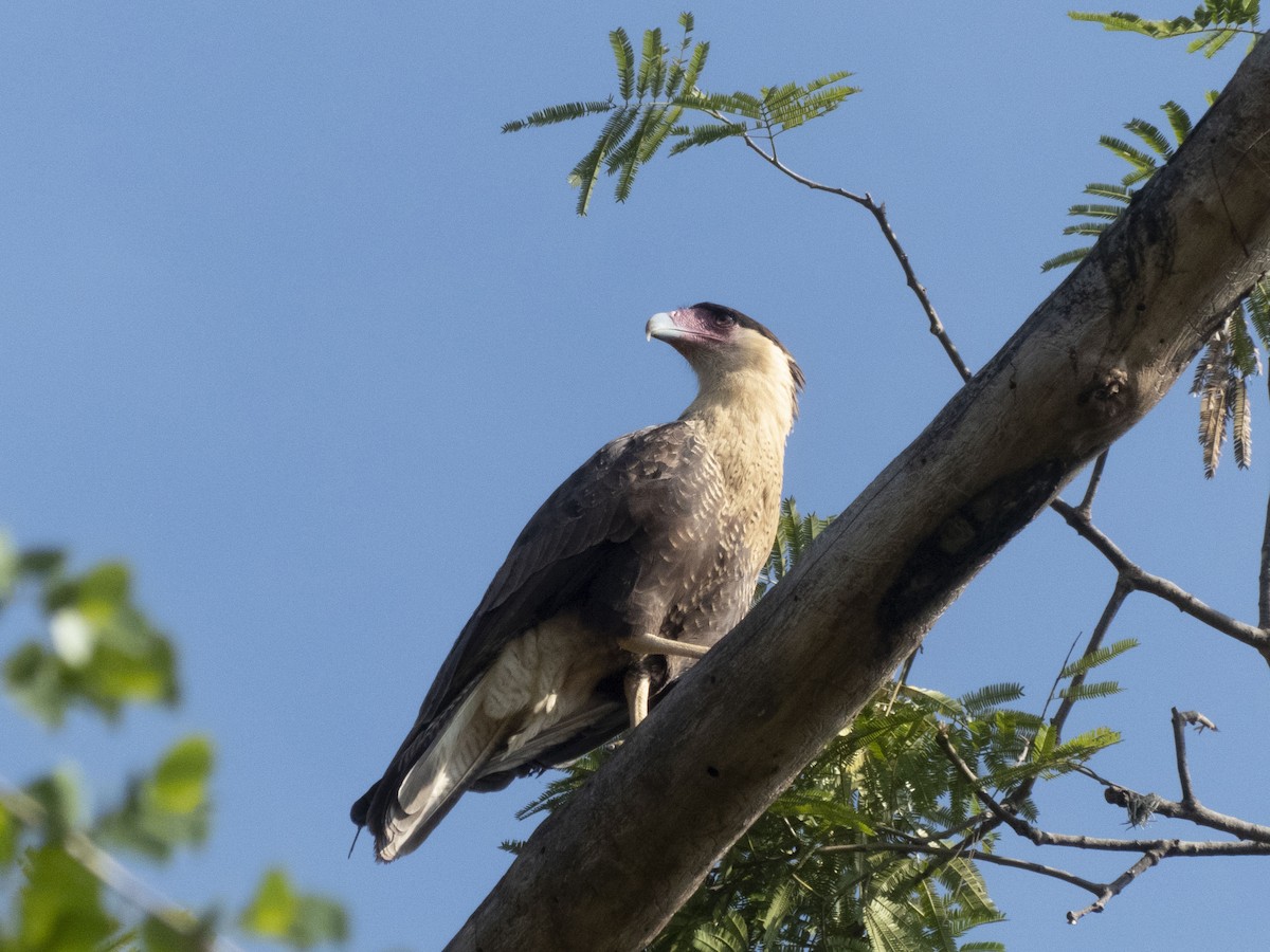 Crested Caracara - ML643727927