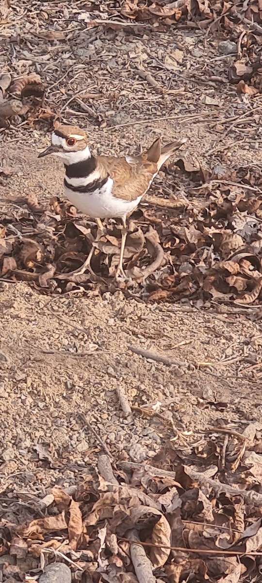 Killdeer - ML643727928