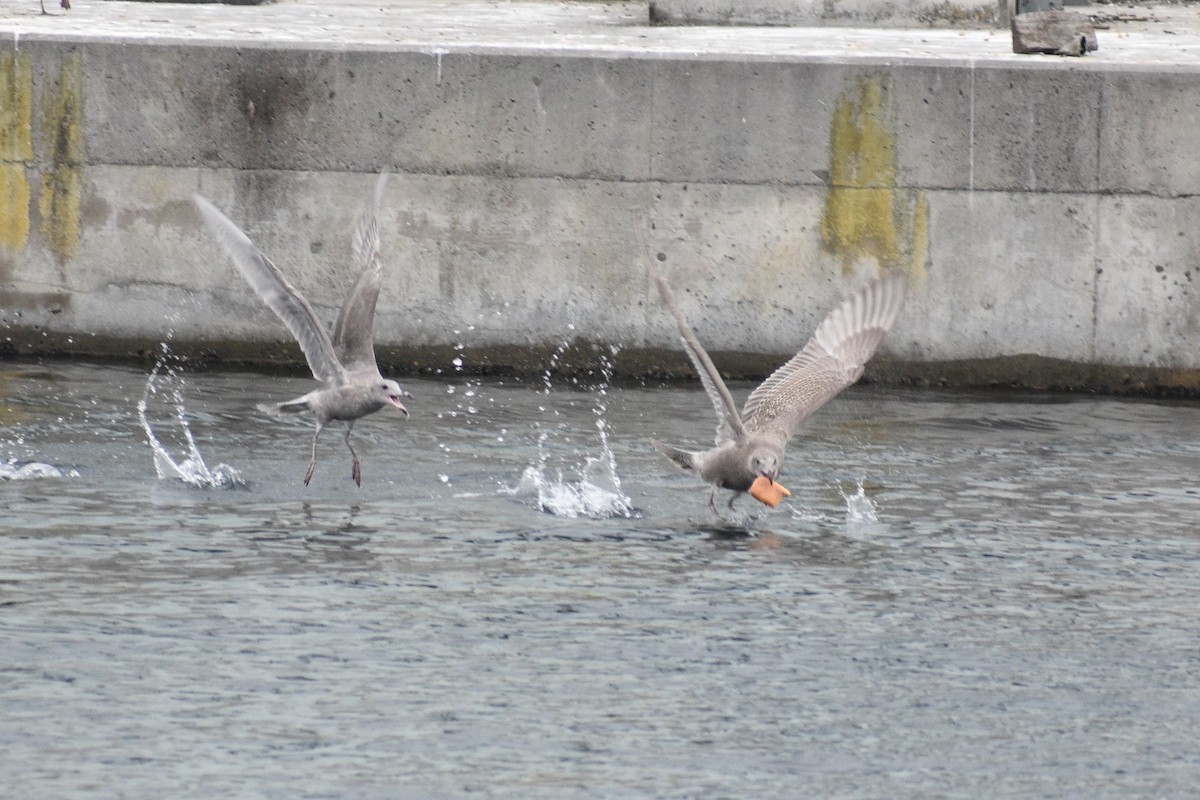 Western x Glaucous-winged Gull (hybrid) - ML643727929