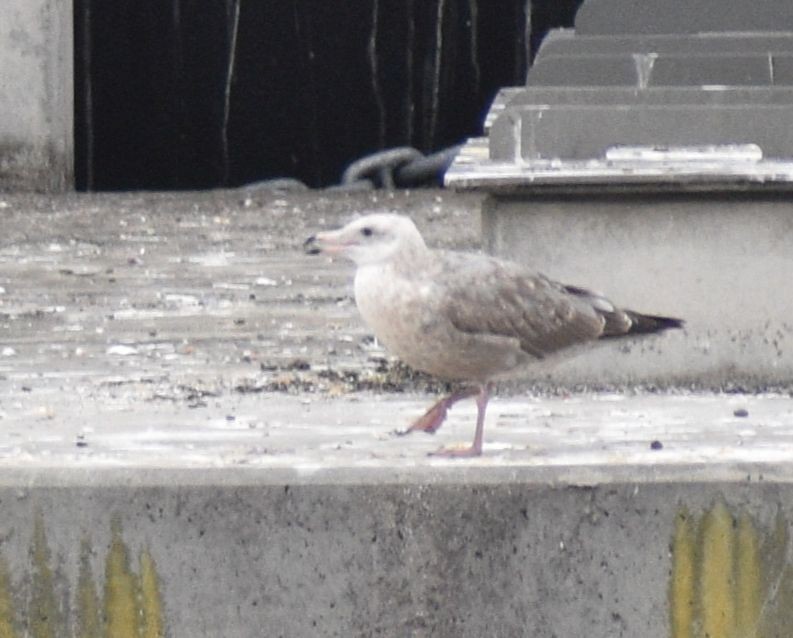 American Herring Gull - ML643727941