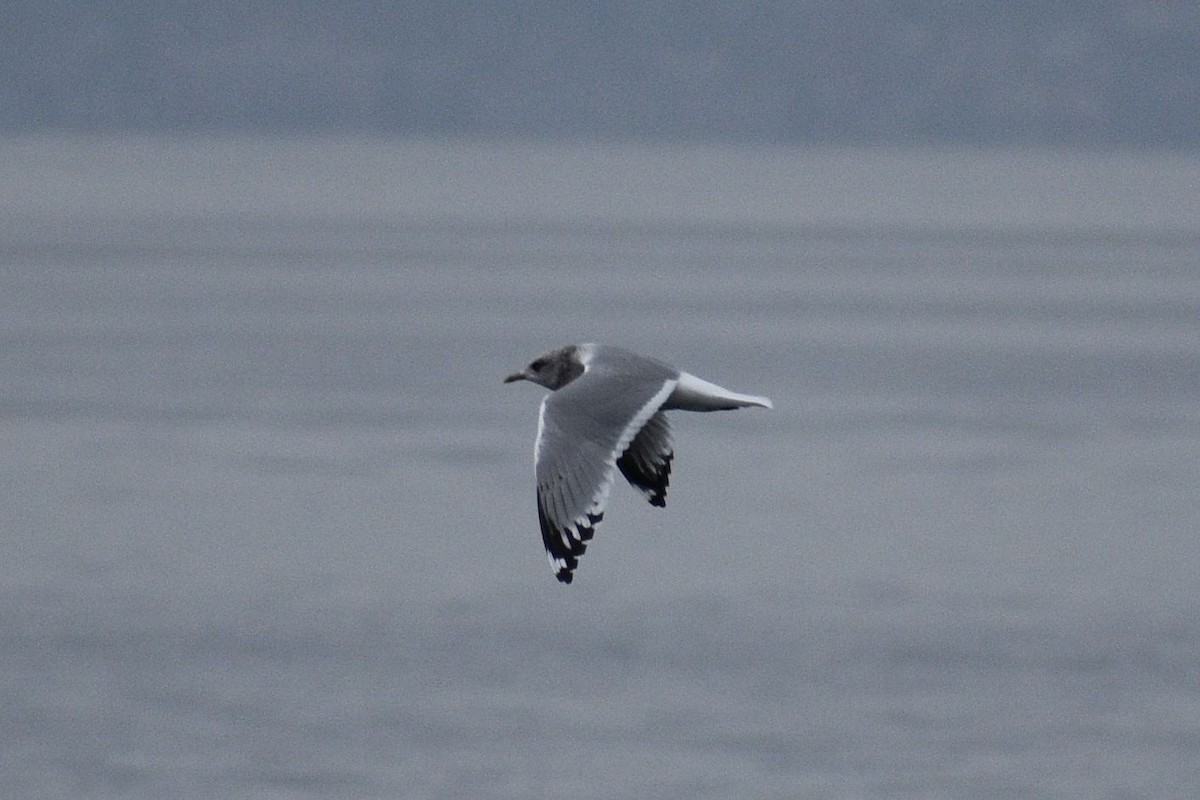Short-billed Gull - ML643727956