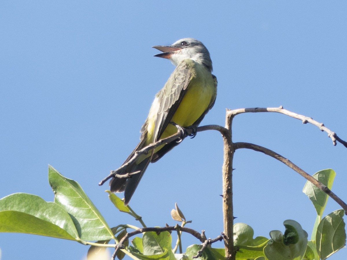 Tropical Kingbird - ML643727957