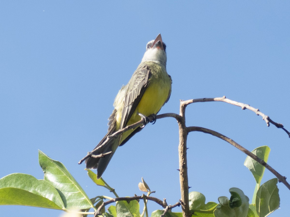 Tropical Kingbird - ML643727958