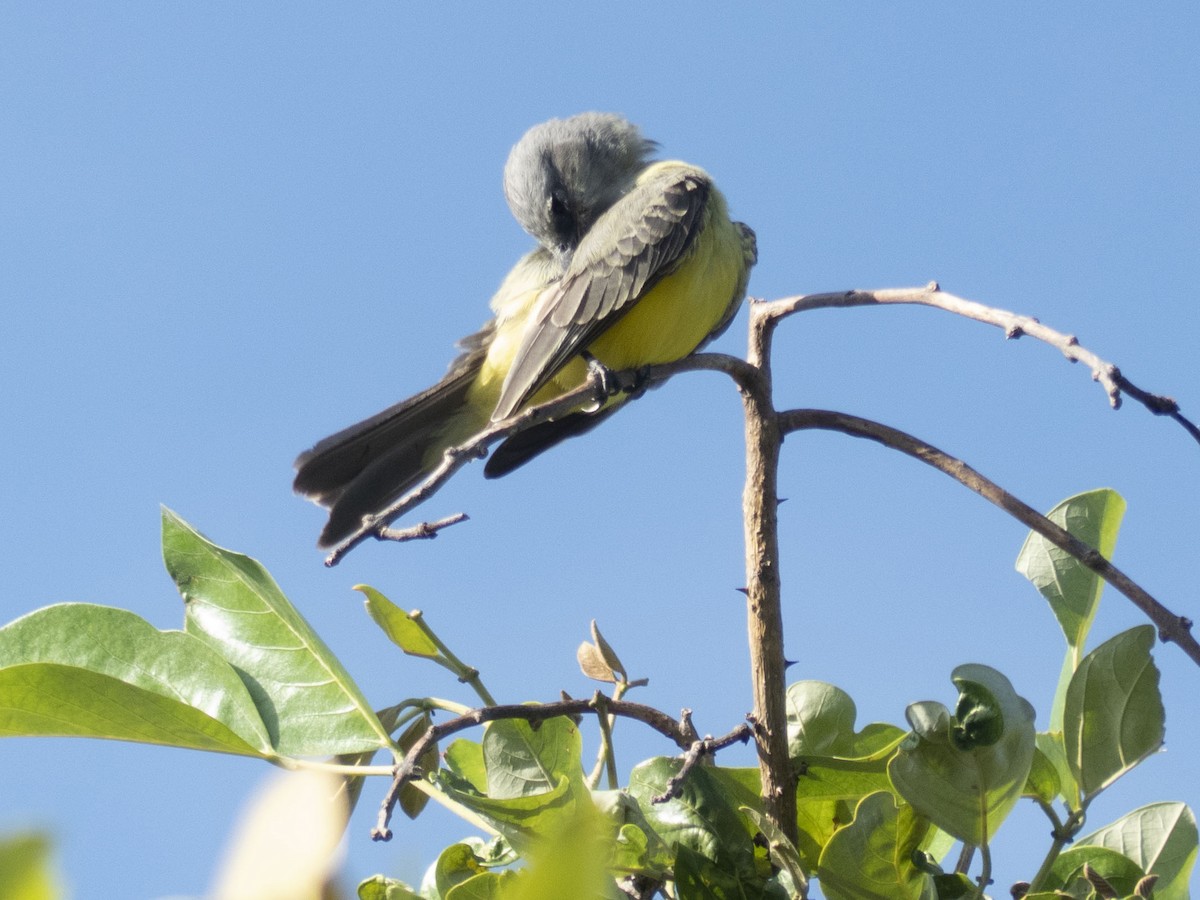 Tropical Kingbird - ML643727959