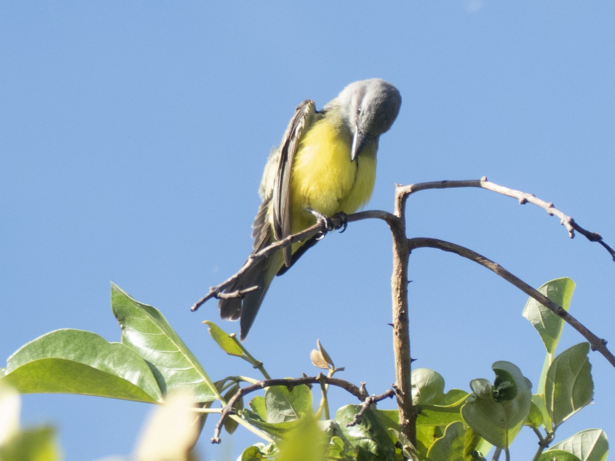 Tropical Kingbird - ML643727960