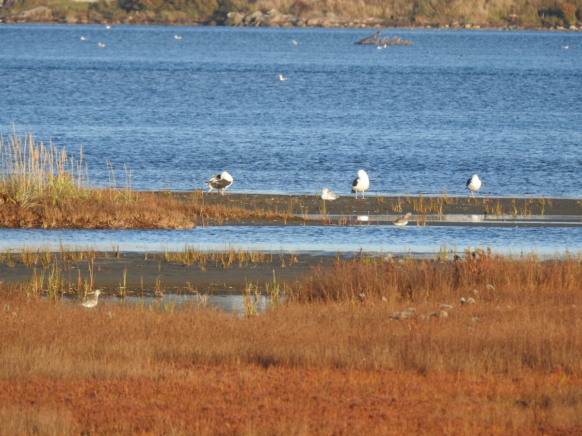 Bar-tailed Godwit - ML643727967