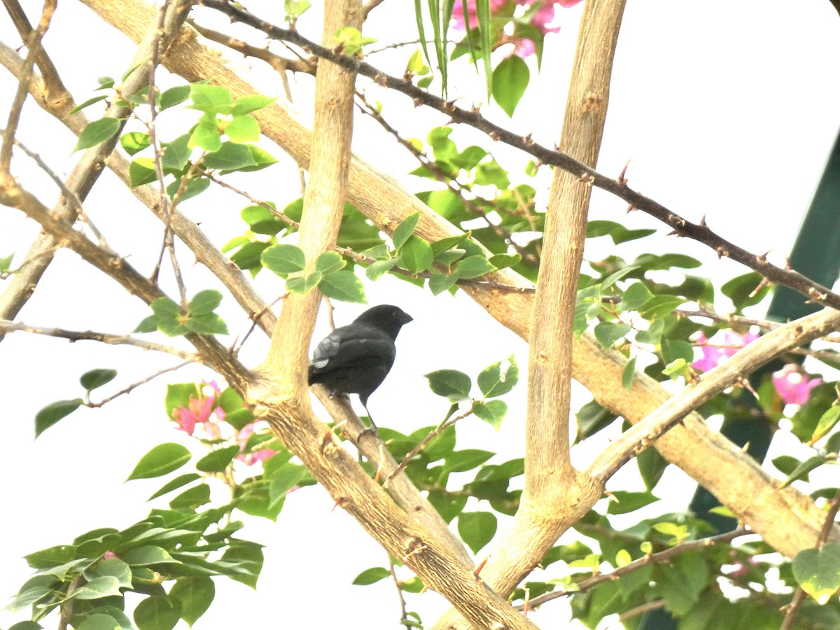 Lesser Antillean Bullfinch - ML643727979