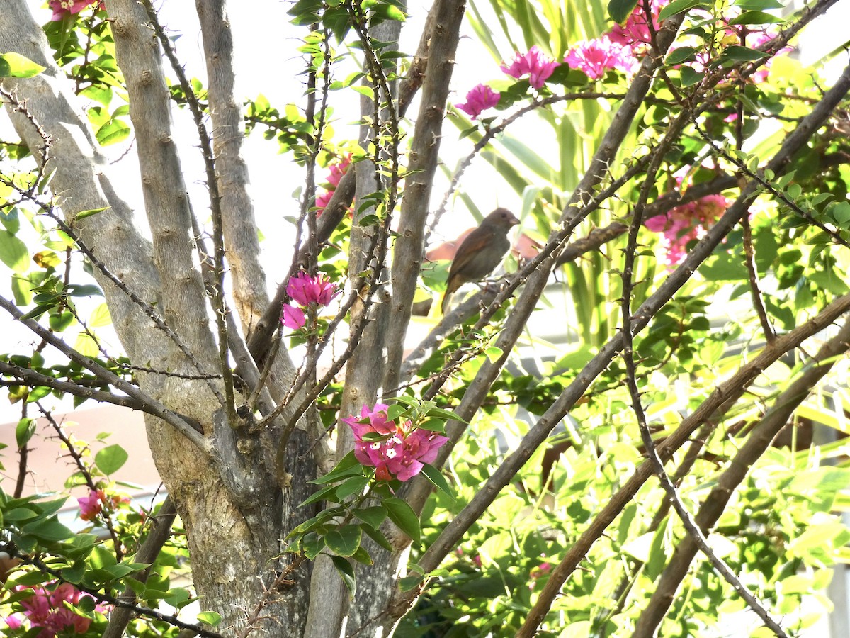 Lesser Antillean Bullfinch - ML643727980