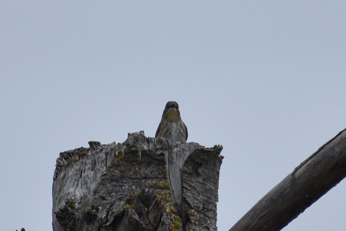 Yellow-rumped Warbler - ML643727982